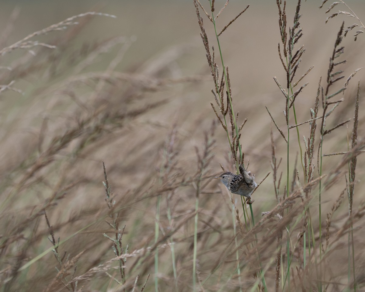 Grass Wren - ML646580039