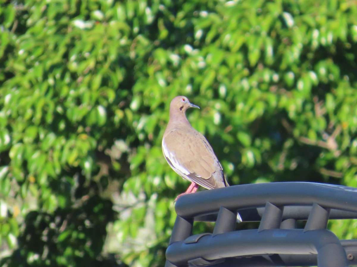 White-winged Dove - ML646580040