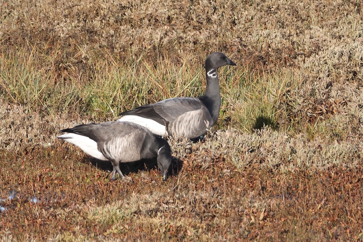 Brant (Dark-bellied) - ML646580042