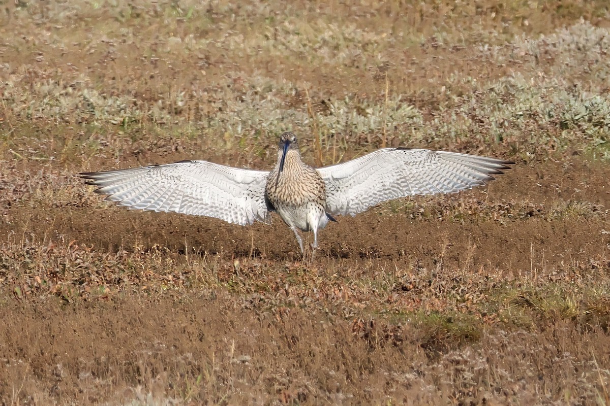 koliha velká - ML646580043