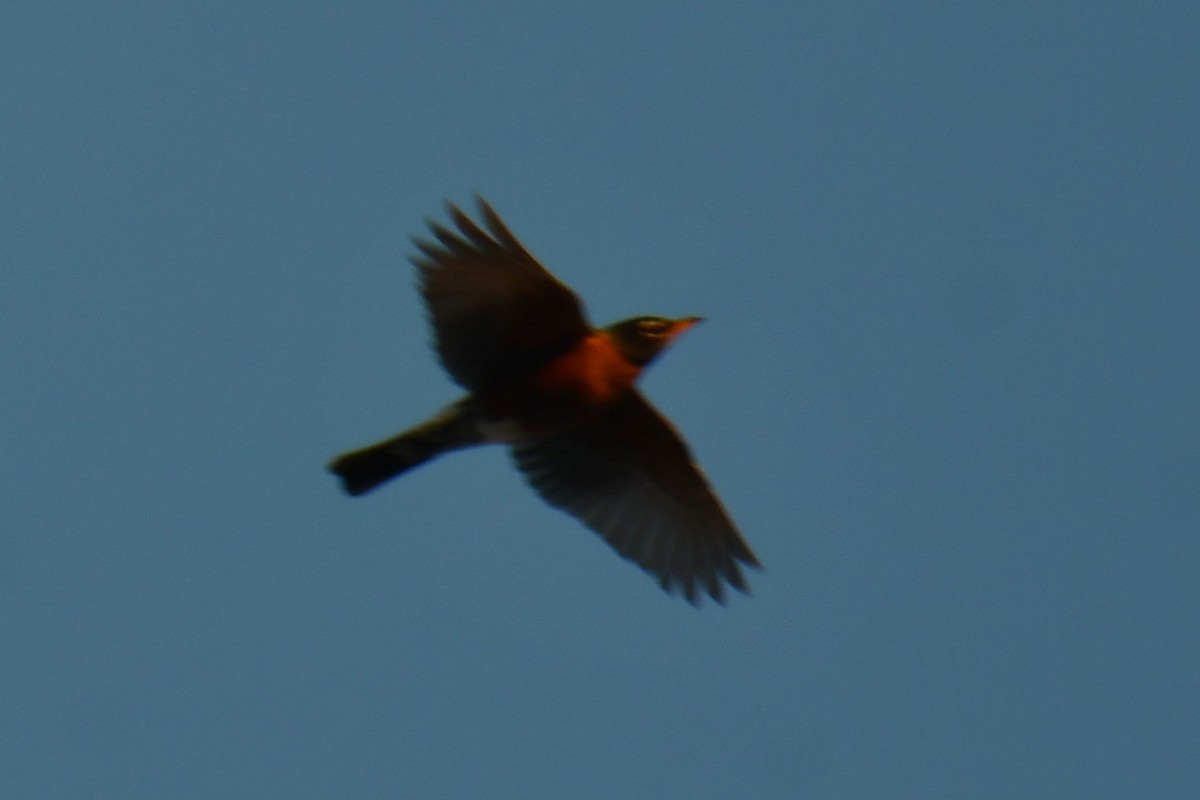 קיכלי נודד - ML646580044