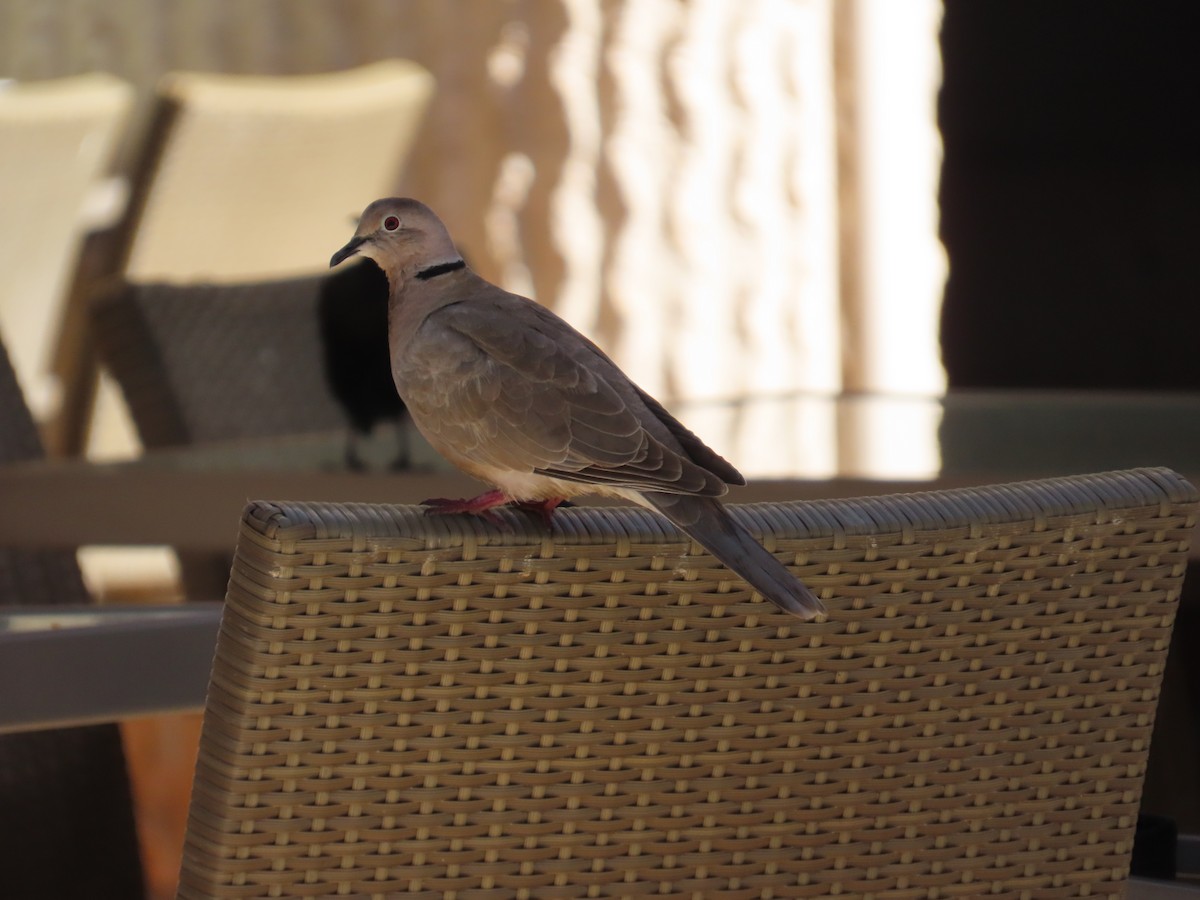 Eurasian Collared-Dove - ML646580045