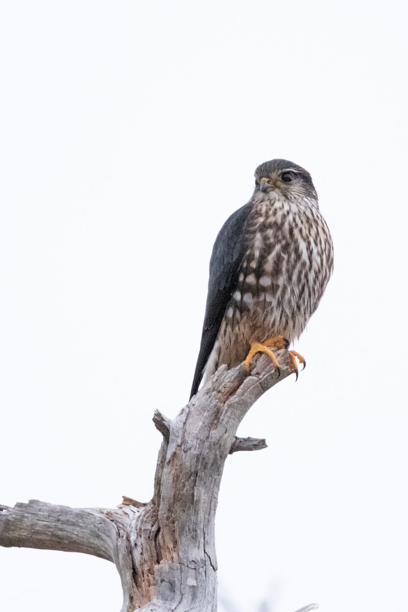 Merlin - ML646580046