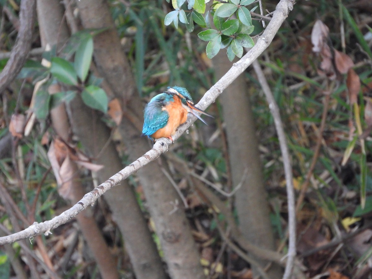 Common Kingfisher - ML646580047
