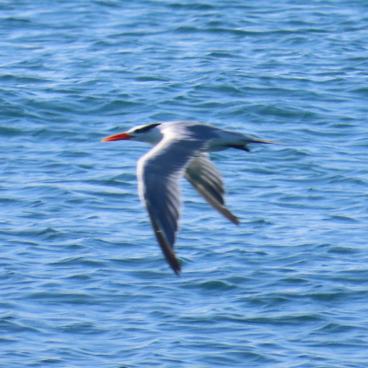 Royal Tern - ML646580049