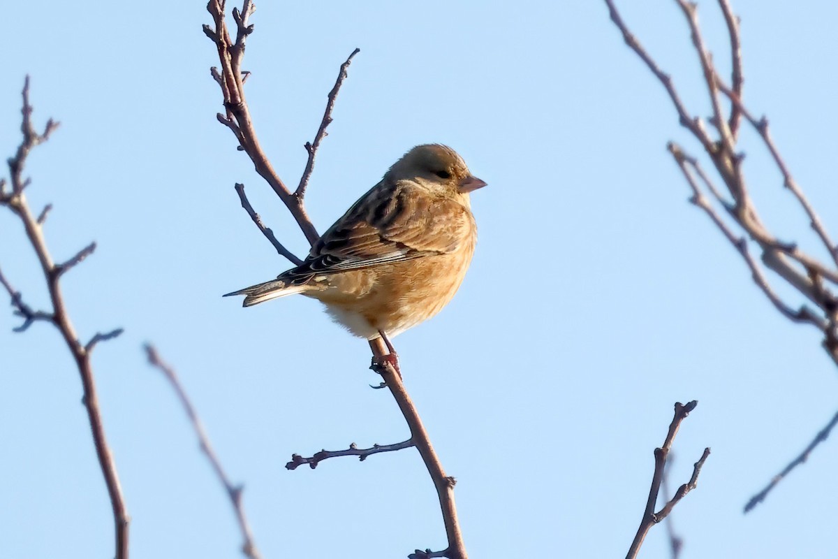 konopka obecná - ML646580050