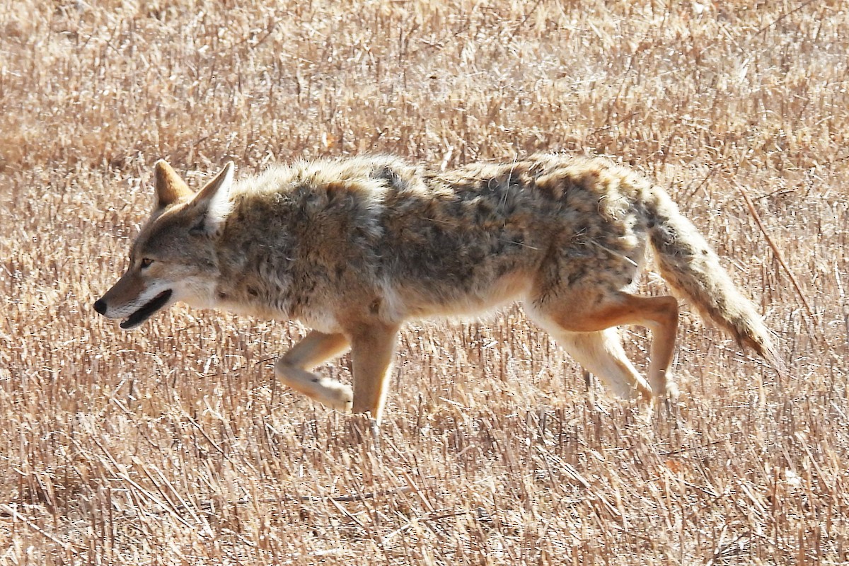 Койот - ML646580054