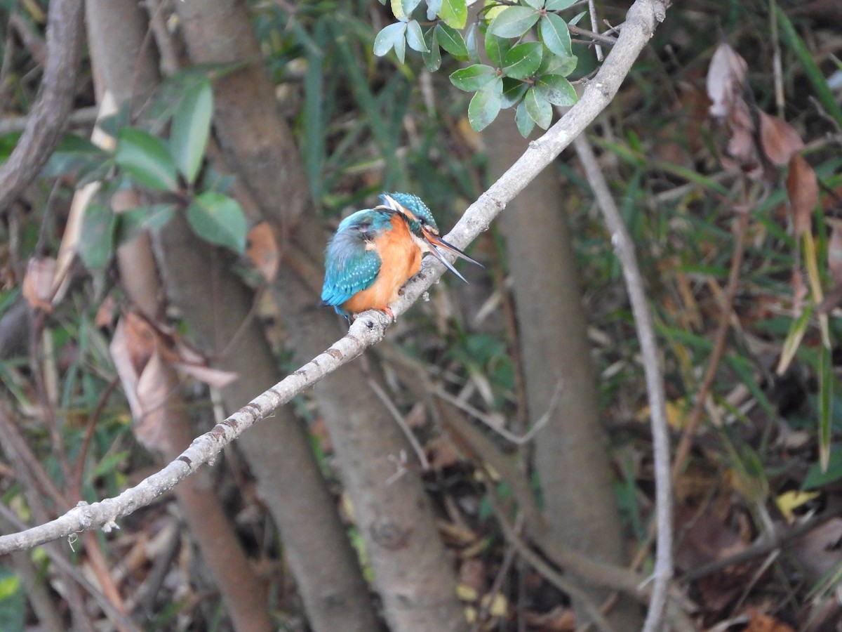 Common Kingfisher - ML646580055