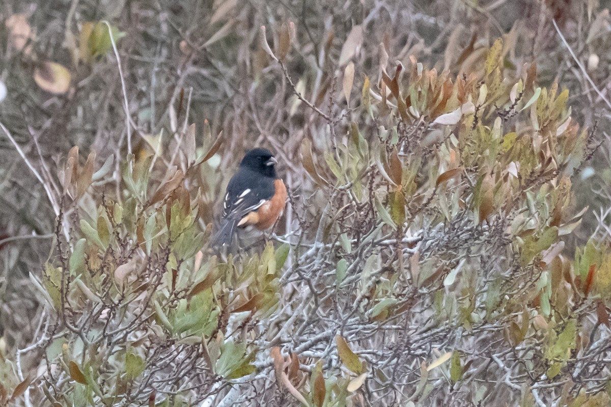 Eastern Towhee - ML646580057