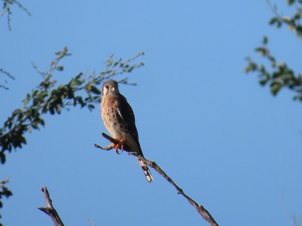 American Kestrel - ML646580058