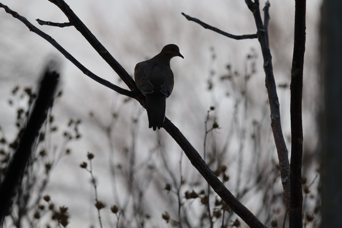 Mourning Dove - ML646580066