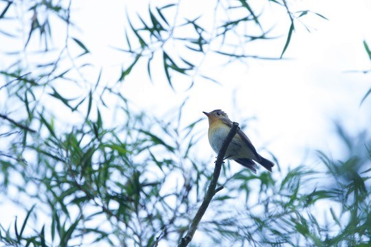 Mugimaki Flycatcher - ML646580068