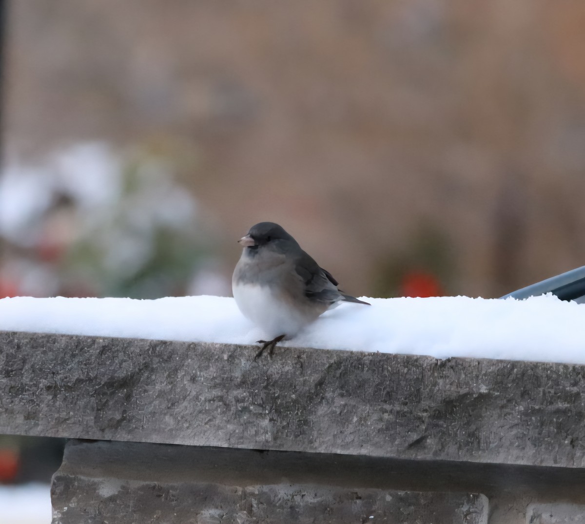 Dark-eyed Junco - ML646580070