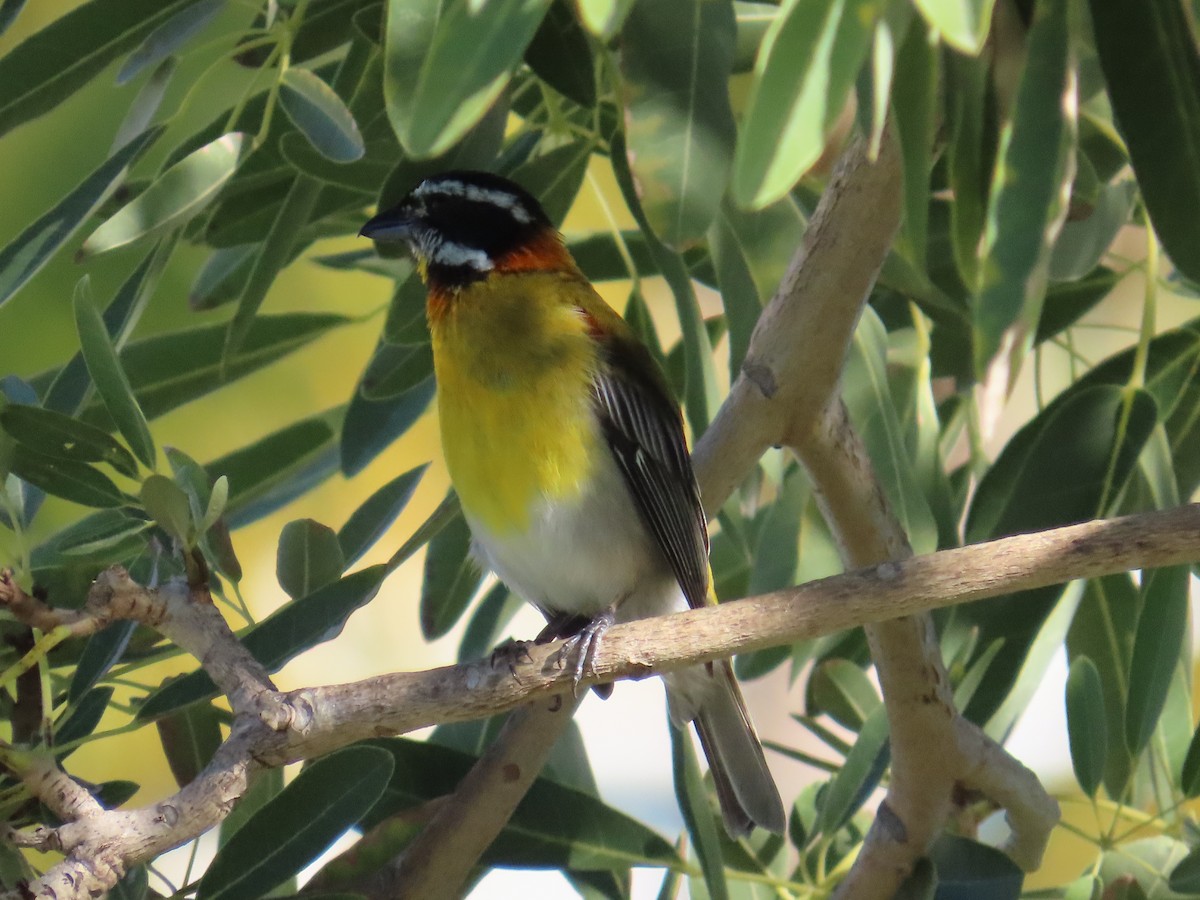 Puerto Rican Spindalis - ML646580071