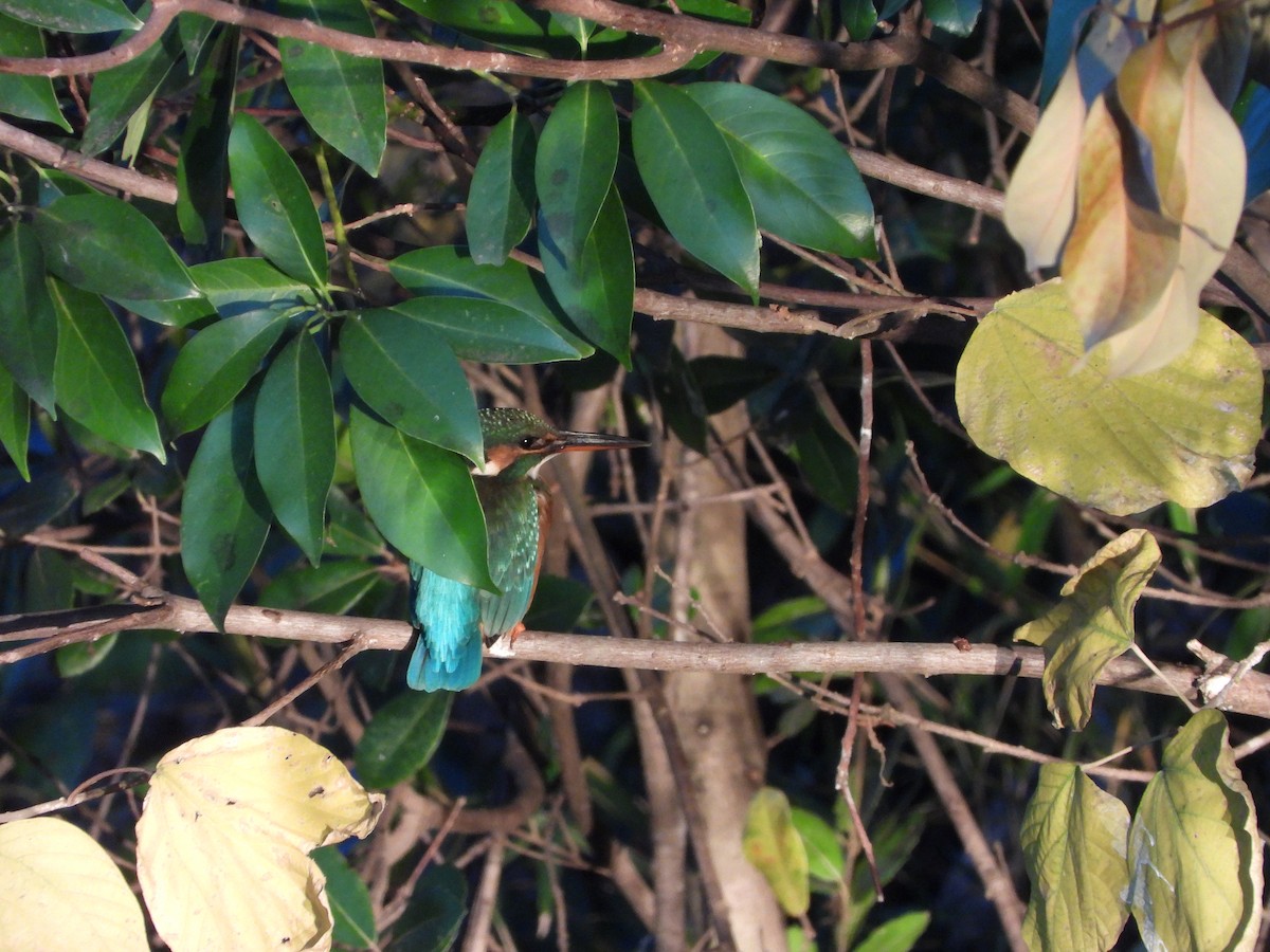 Common Kingfisher - ML646580073