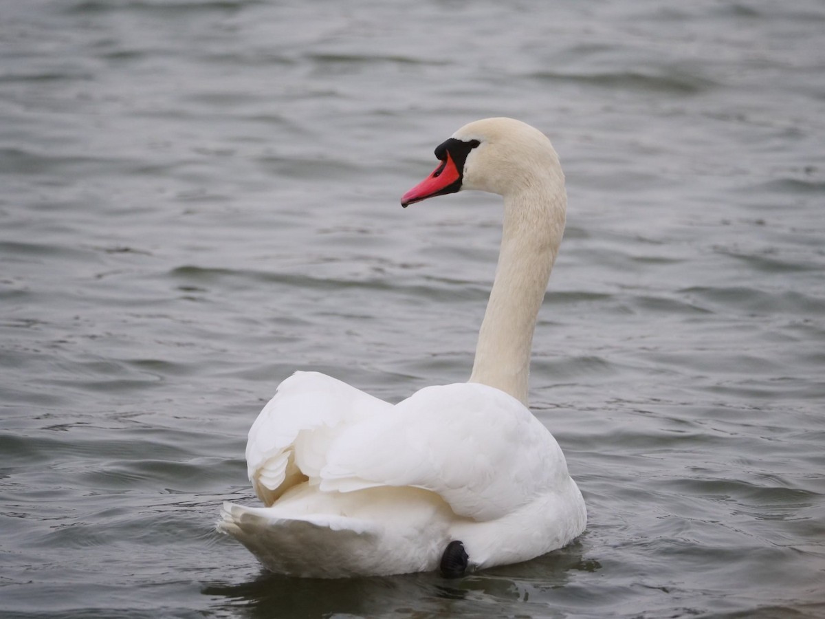 Хуруут хун - ML646580074