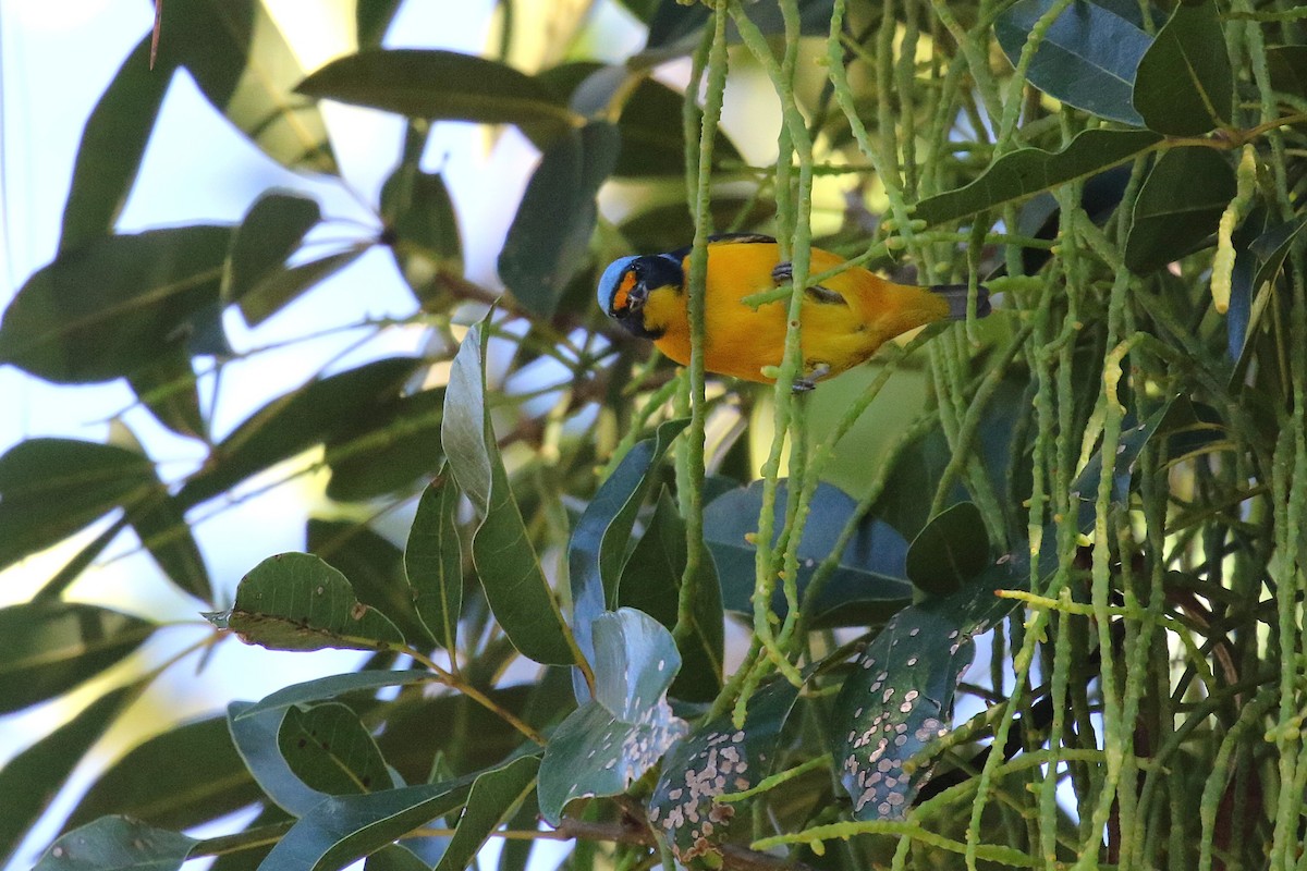 Puerto Rican Euphonia - ML646580075