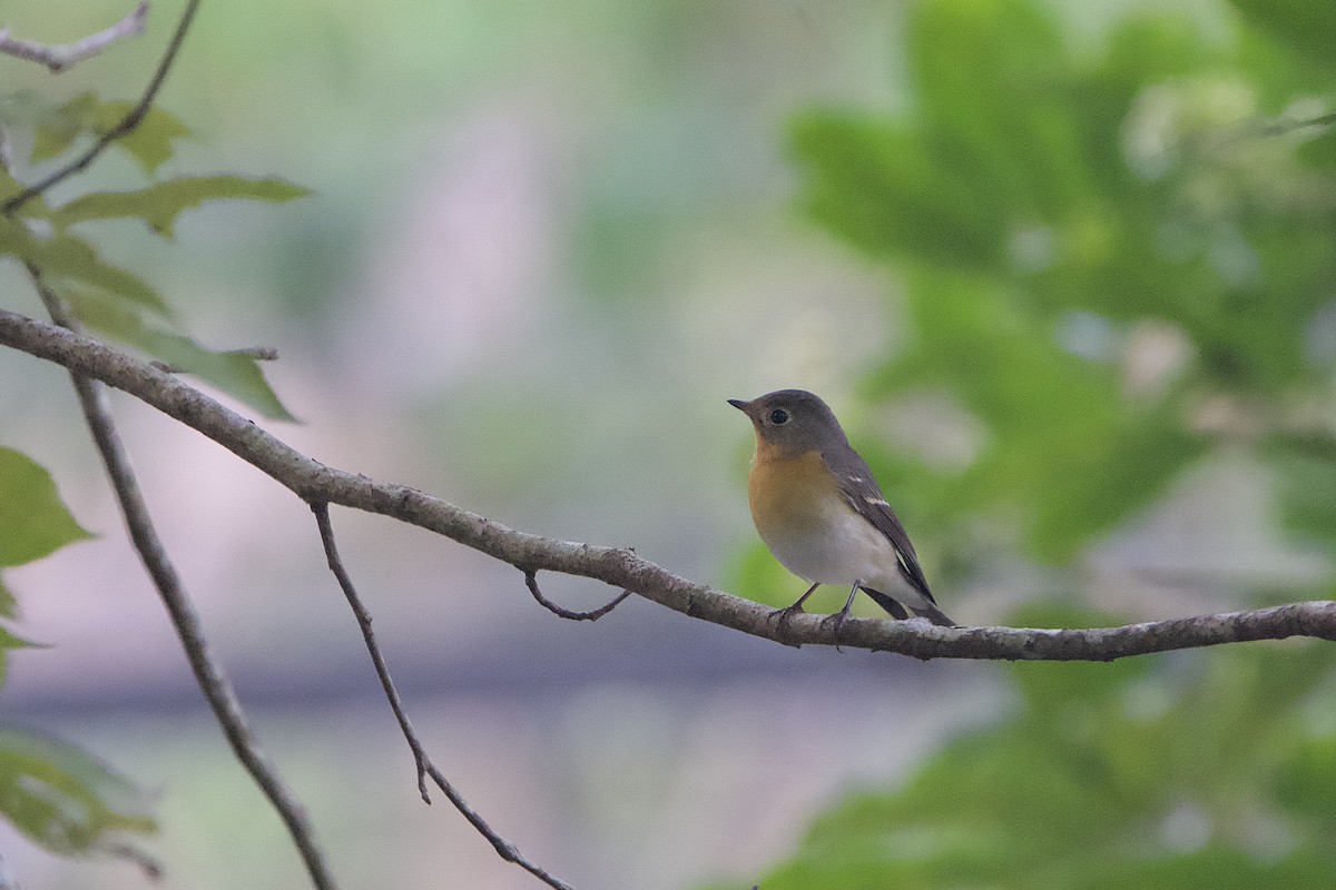 Mugimaki Flycatcher - ML646580076