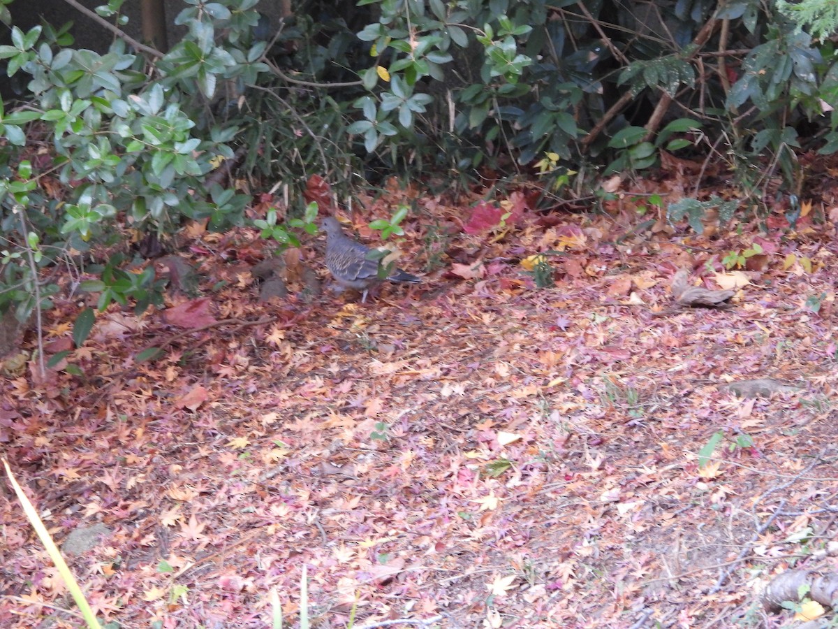 Oriental Turtle-Dove - ML646580081