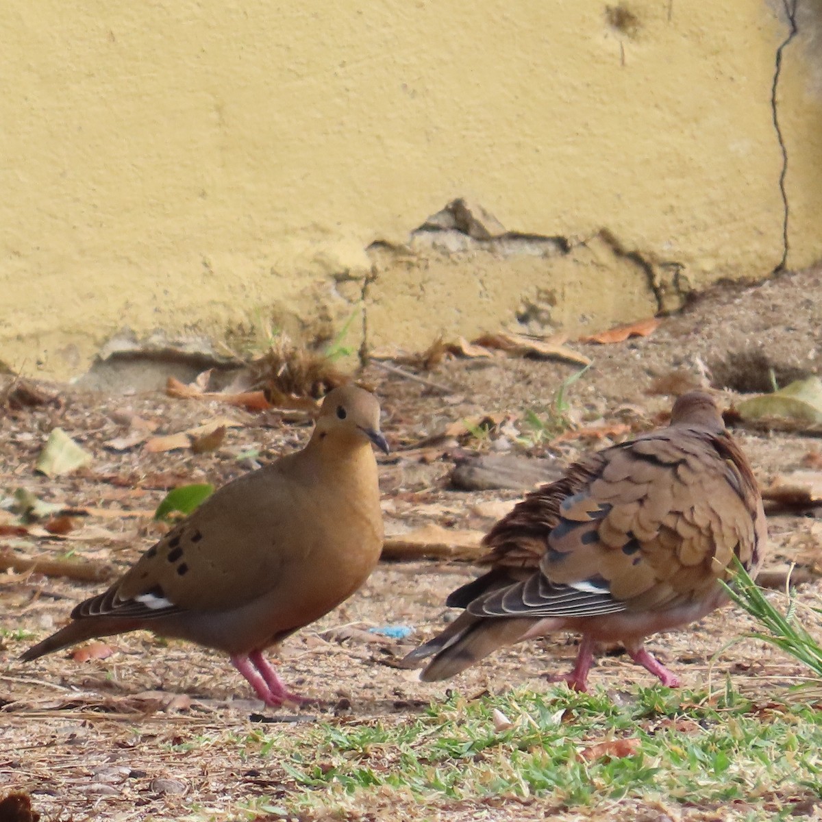Zenaida Dove - ML646580082