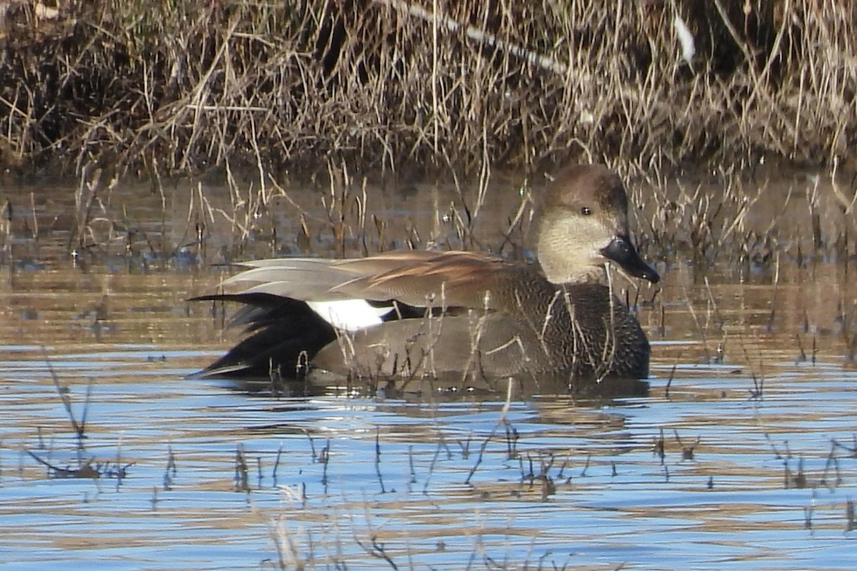 Серая утка - ML646580083