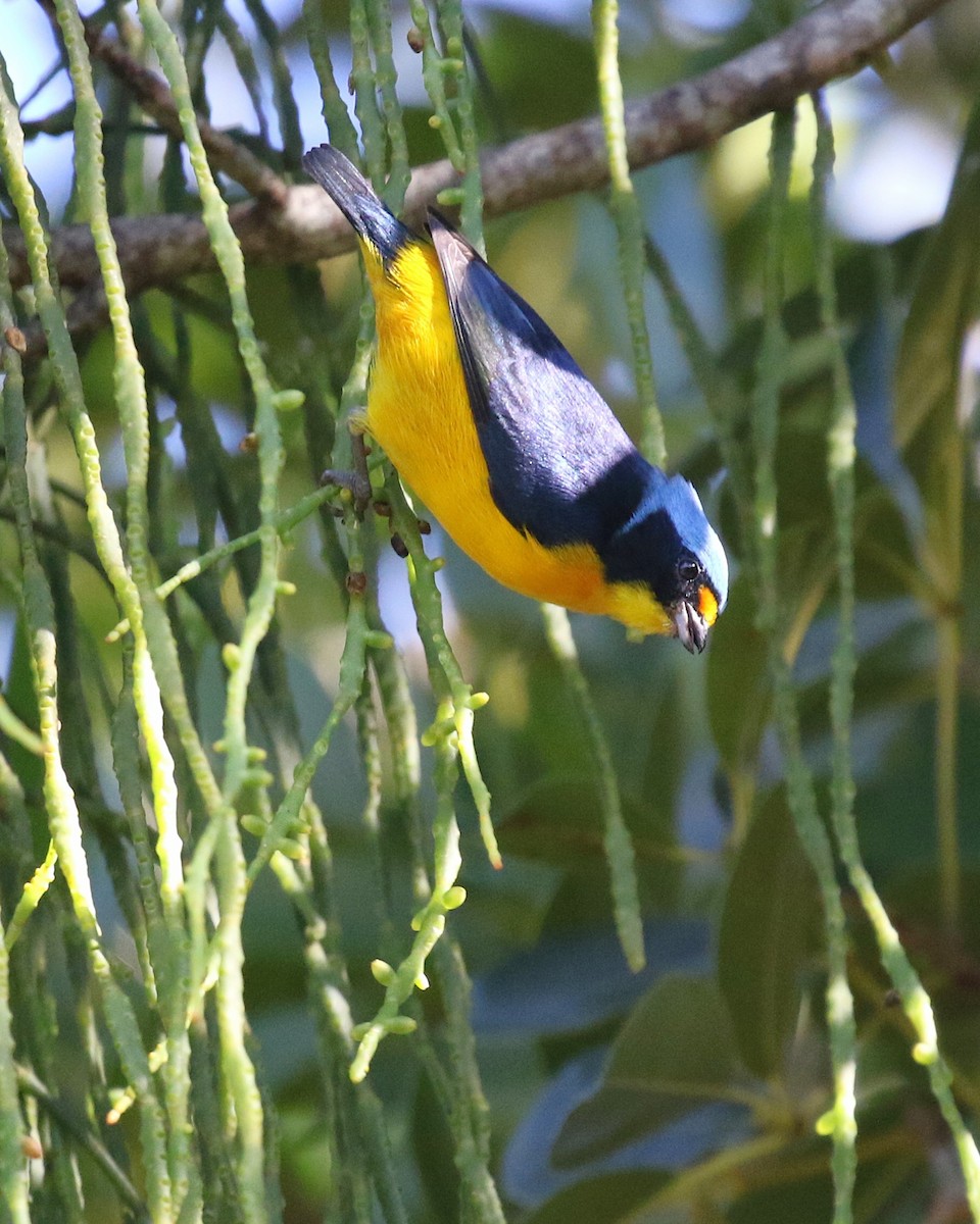 Puerto Rican Euphonia - ML646580084