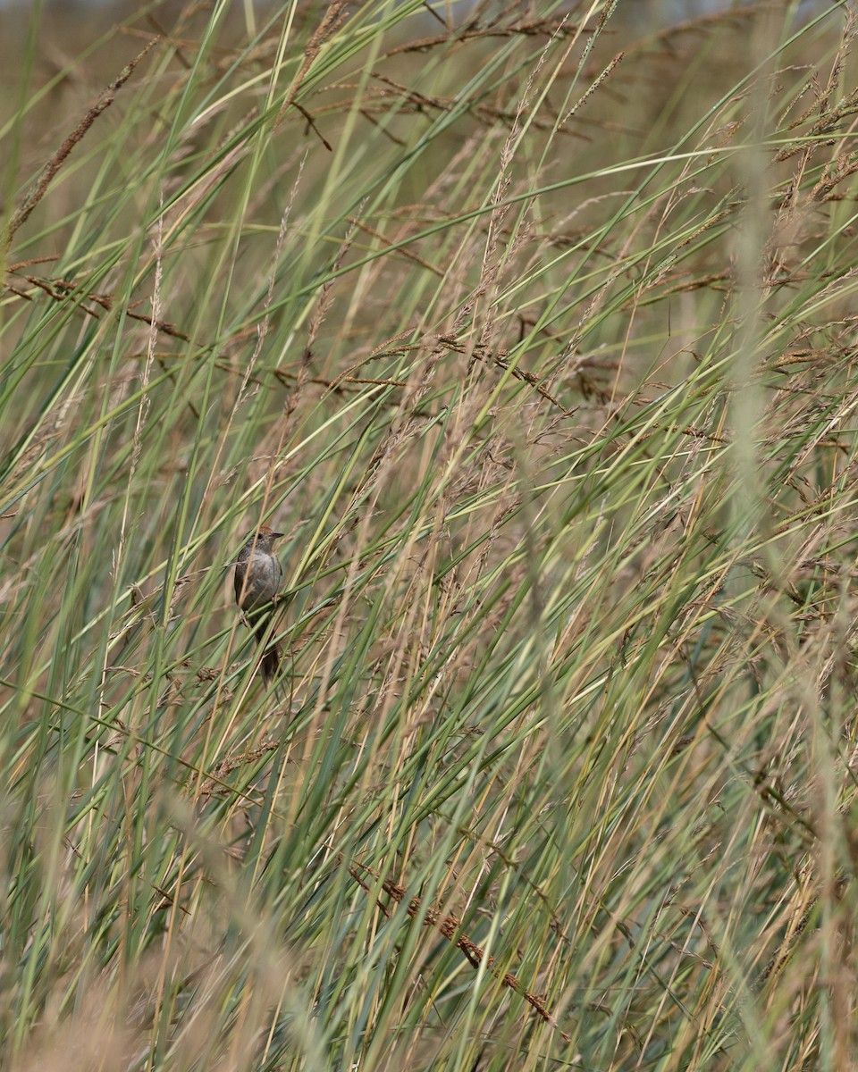 Kızıl Başlı Çekirge Dikenkuyruğu - ML646580085