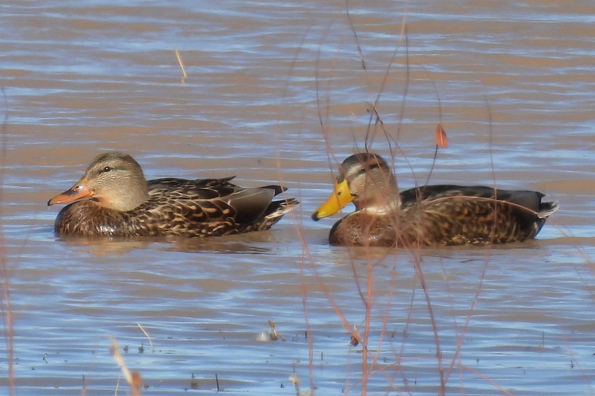 Мексиканская кряква - ML646580089