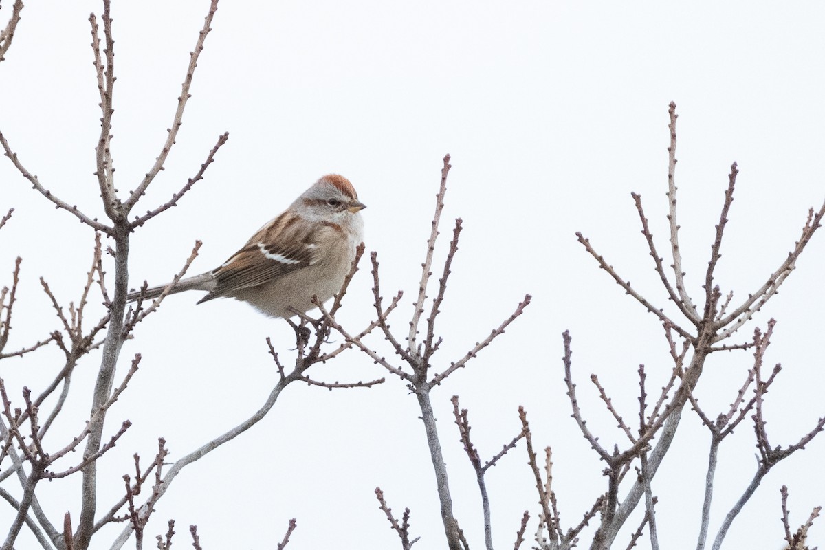 American Tree Sparrow - ML646580092