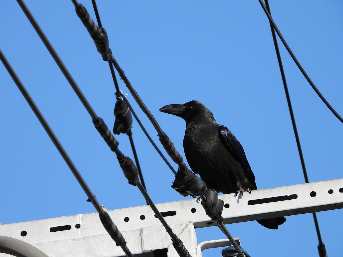 Large-billed Crow - ML646580095