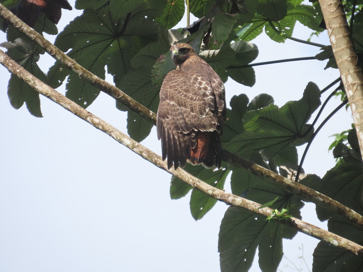 Red-tailed Hawk - ML646580096