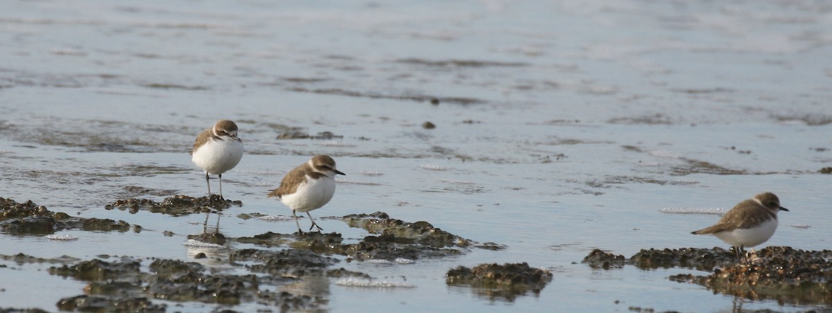 Kentish Plover - ML646580097