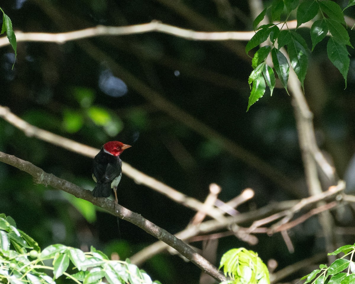 Sarı Gagalı Kardinal - ML646580100