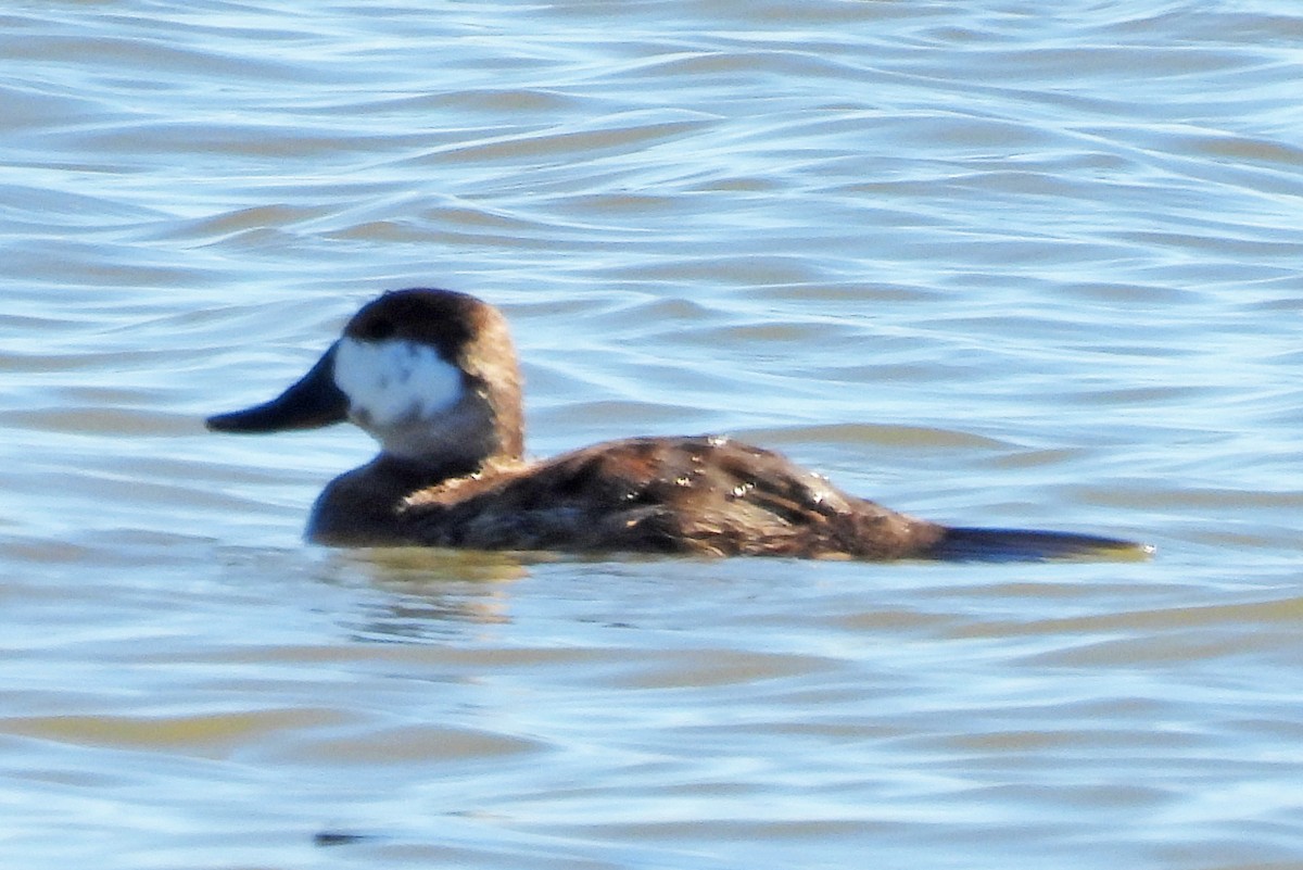 Американская савка - ML646580101