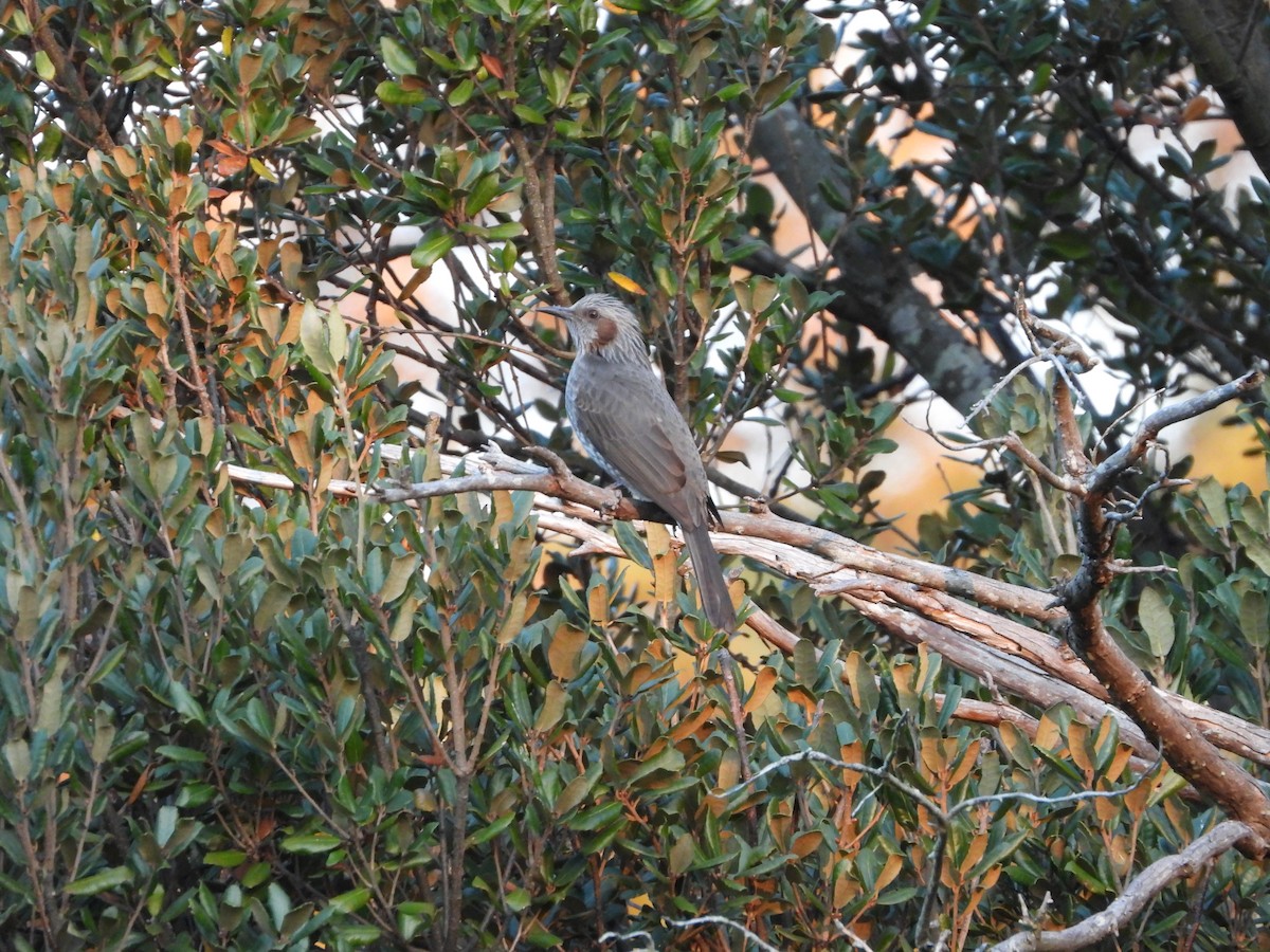Brown-eared Bulbul - ML646580103