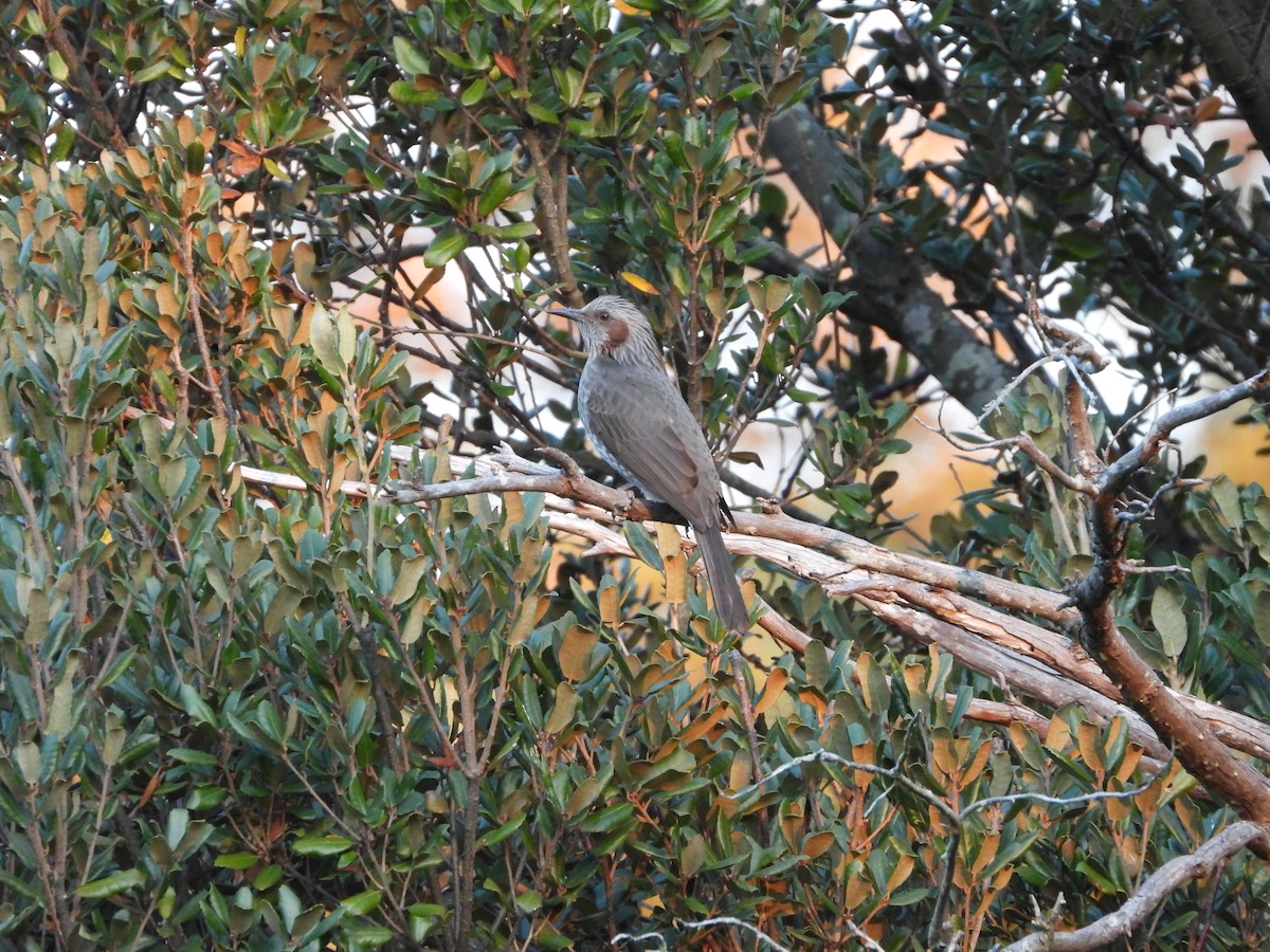 Brown-eared Bulbul - ML646580104