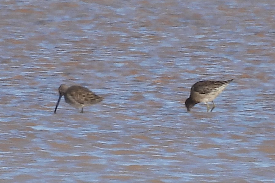 Американский бекасовидный веретенник - ML646580106