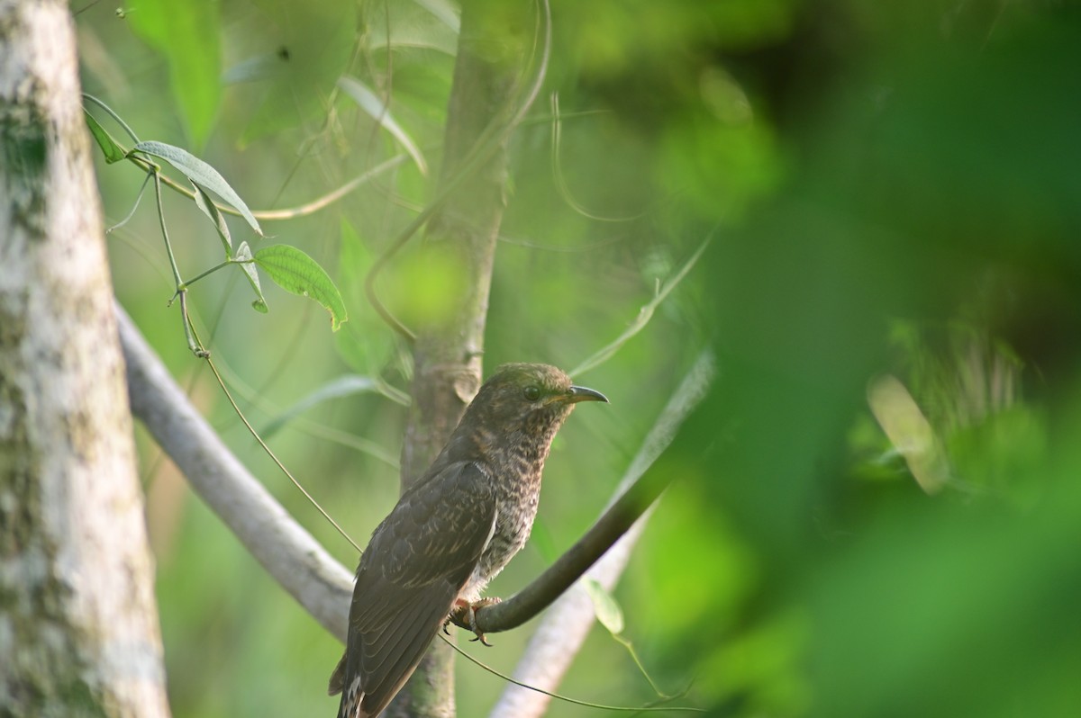Gray-bellied Cuckoo - ML646580117