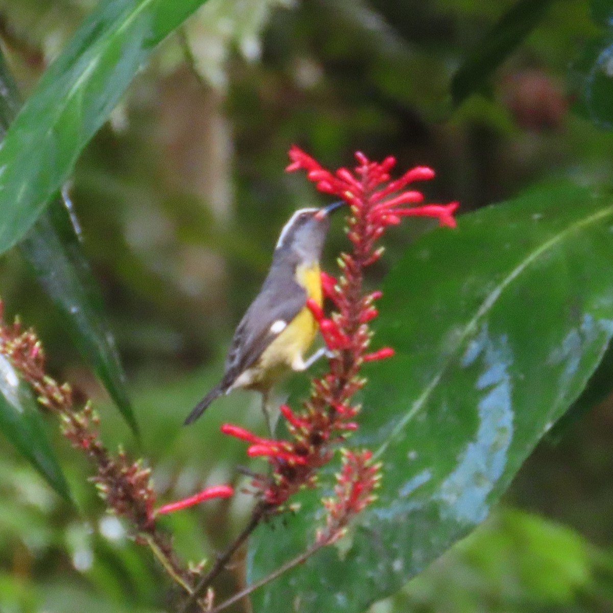 Bananaquit - ML646580119