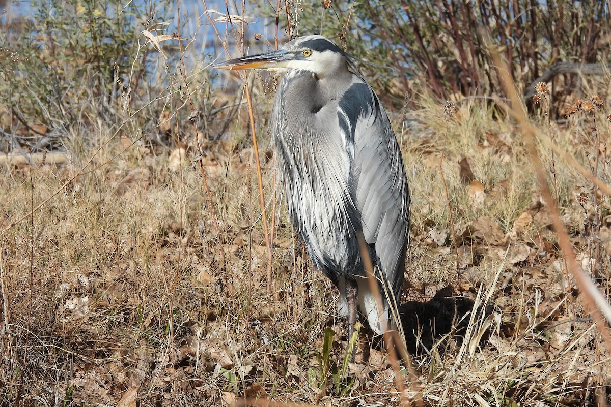 Большая голубая цапля - ML646580120