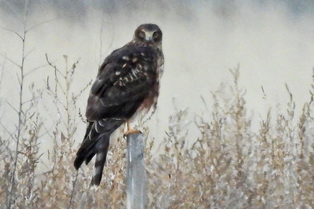 Northern Harrier - ML646580123