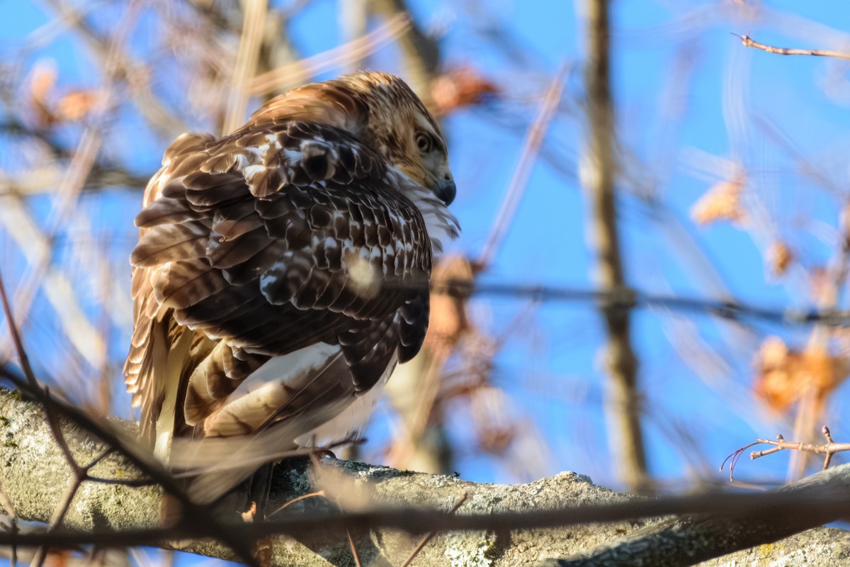 Red-tailed Hawk - ML646580125