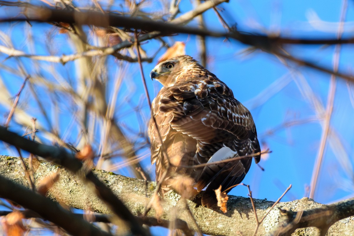 Red-tailed Hawk - ML646580126