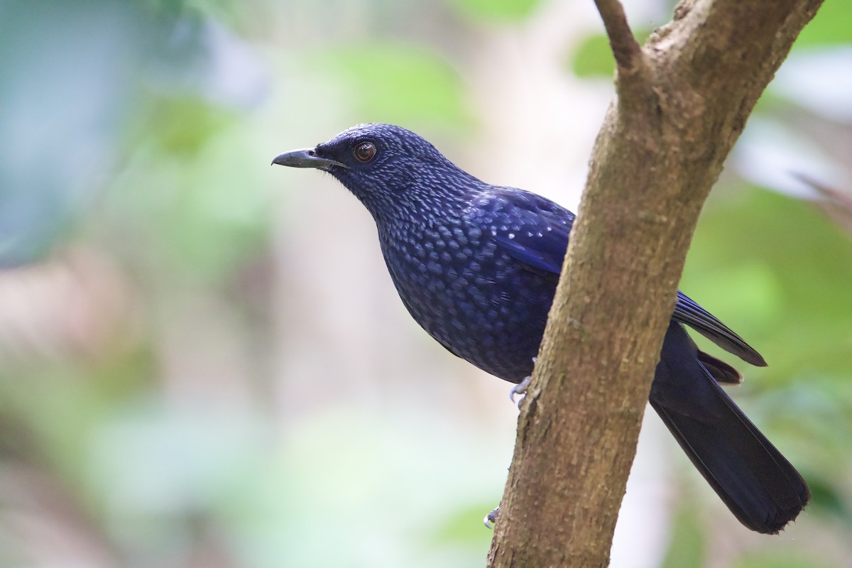 Blue Whistling-Thrush - ML646580128