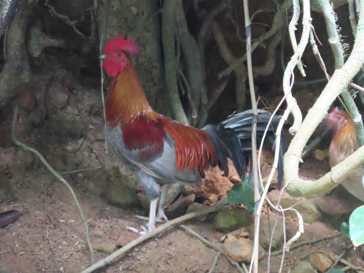 Red Junglefowl (Domestic type) - ML646580129