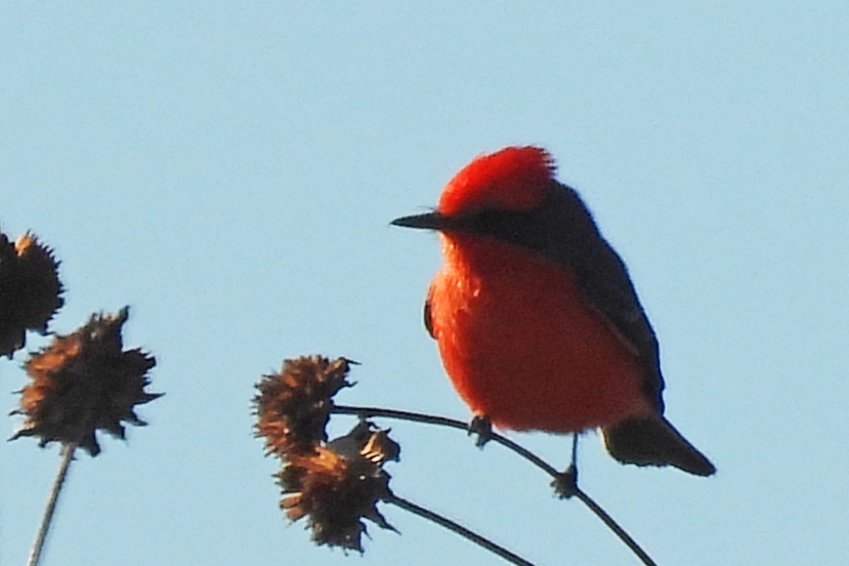 Красный мухолов - ML646580130