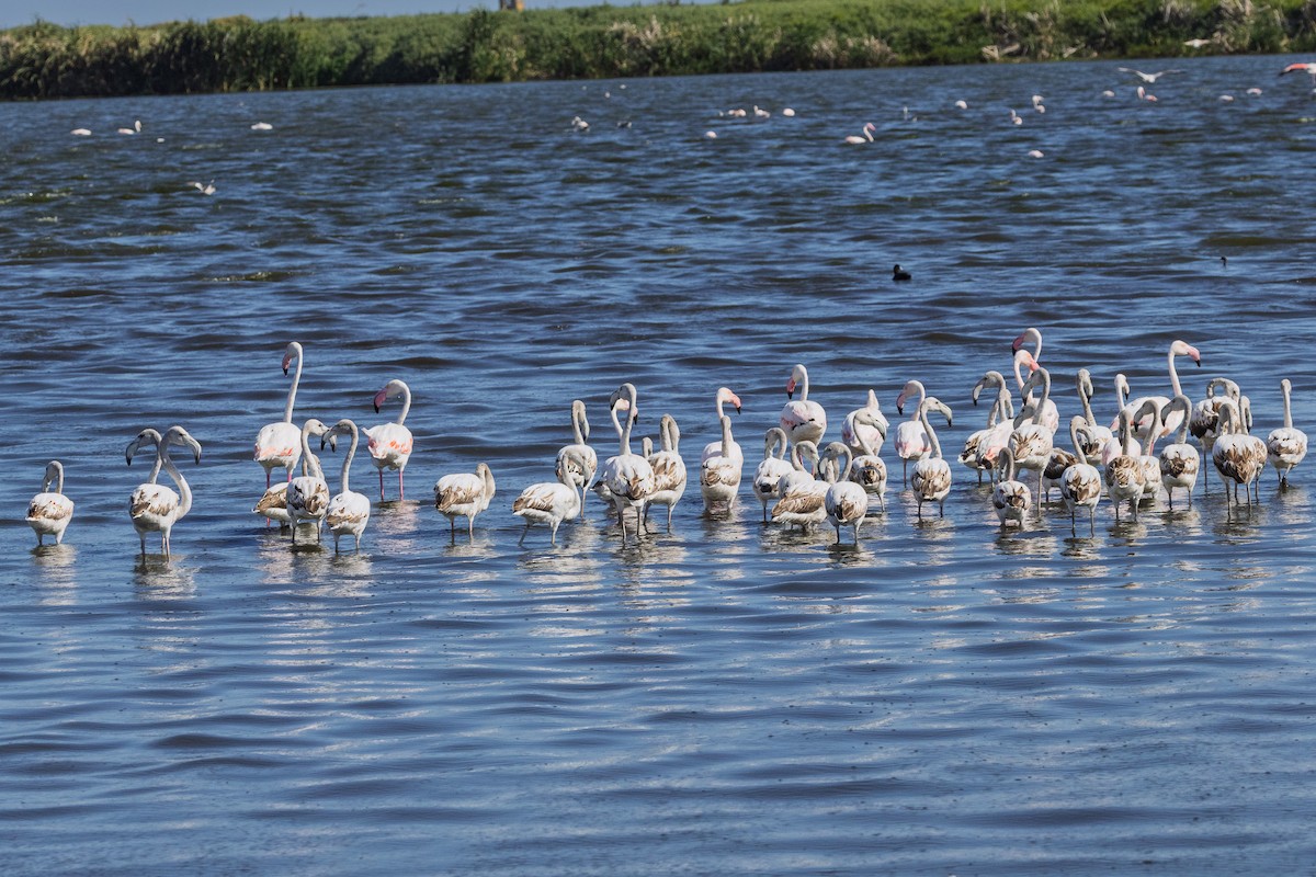 大紅鸛 - ML646580135