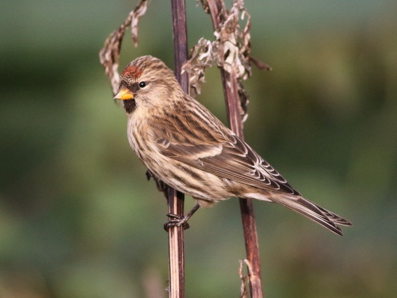 普通朱頂雀(rostrata/islandica) - ML646580136