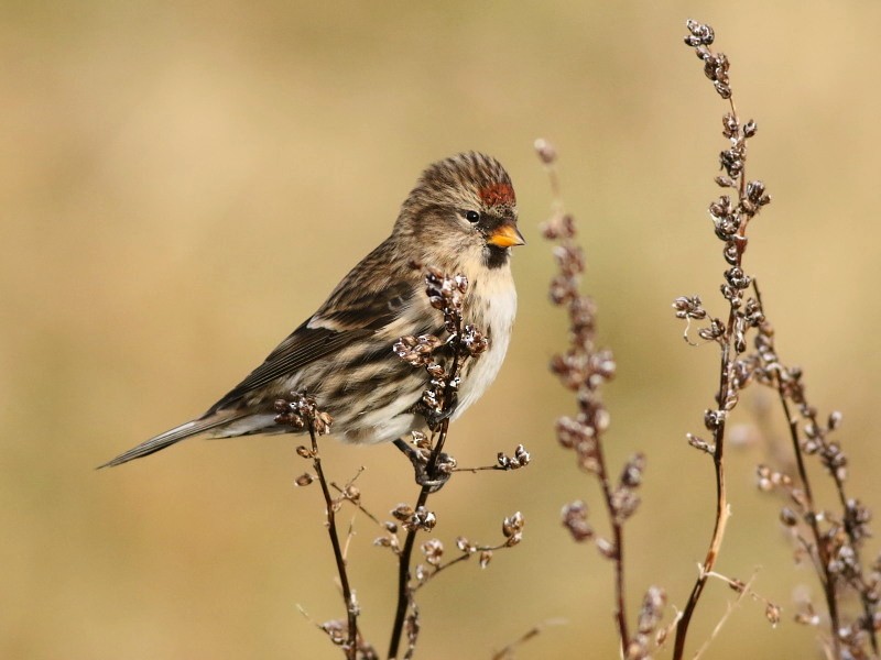 普通朱頂雀(rostrata/islandica) - ML646580137