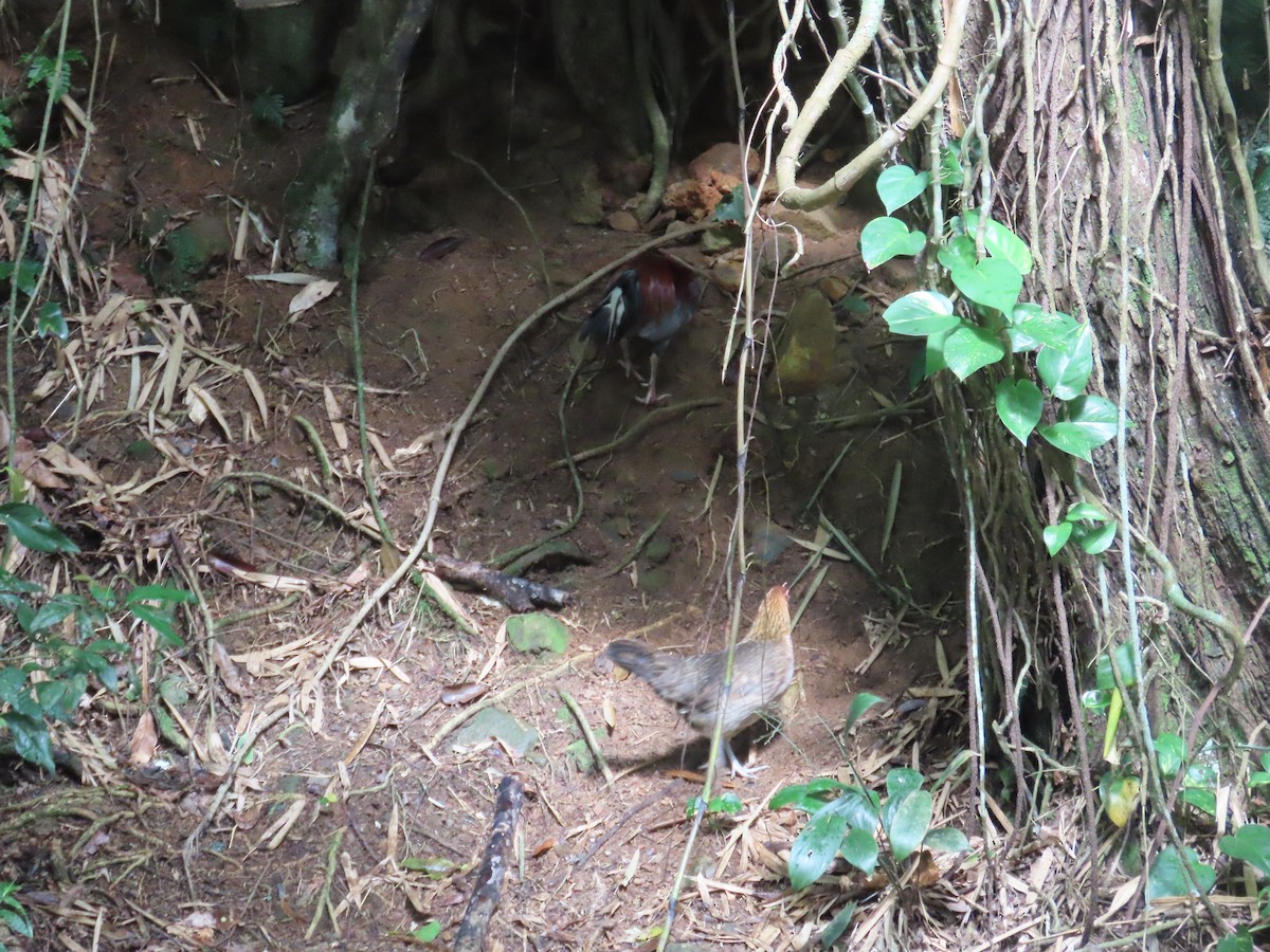 Red Junglefowl (Domestic type) - ML646580138